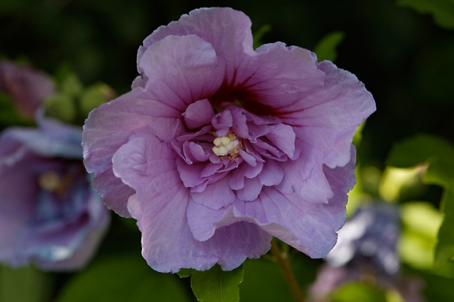 Jardin des Impressionnistes-137